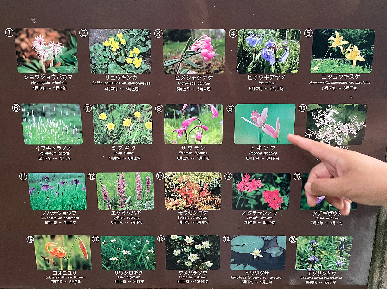 箱根町立箱根湿生花園