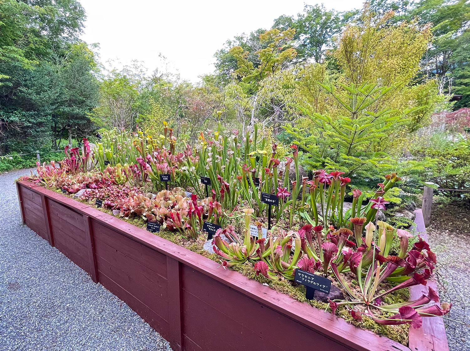 箱根町立箱根湿生花園